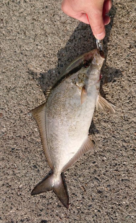 シイラ釣ってみたいな