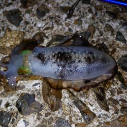 まだまだいけるか