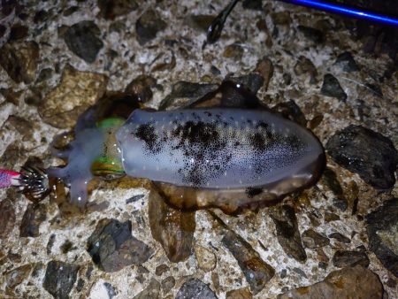 まだまだいけるか