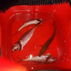 今日もダメだ、シーバスはどこ？