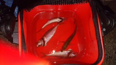 今日もダメだ、シーバスはどこ？