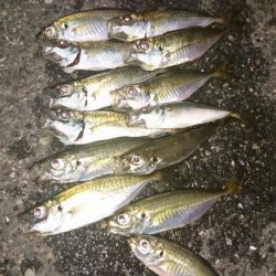 アジング30匹ゲット