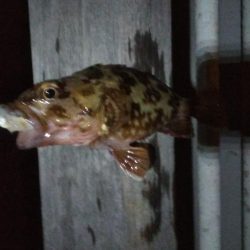 ガシラ15 タケノコ1 アジ2 サバ2 キビレ0.5