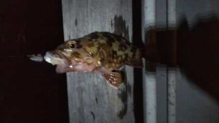 ガシラ15 タケノコ1 アジ2 サバ2 キビレ0.5