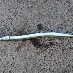 やっとサイズUP