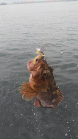 アコウ1   ガシラ41   アジ1   サバ3