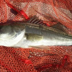 【苅田南港】シーバス ~ デスロック