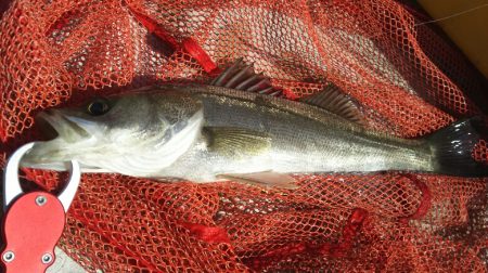 【苅田南港】シーバス ~ デスロック