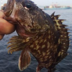 ガシラ35  フグ1