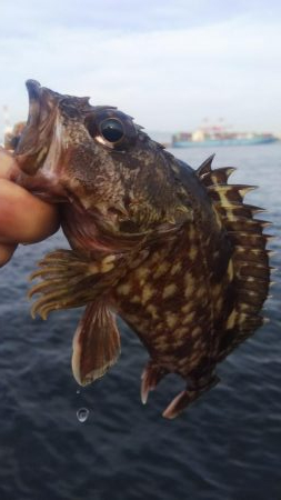 ガシラ35  フグ1