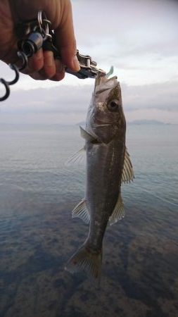 コアマンだけで勝負！