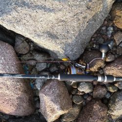 ロックフィッシュ