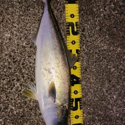 友人夫妻と青物狙い