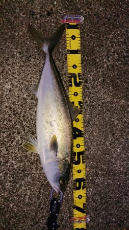 友人夫妻と青物狙い