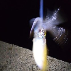 アオリイカ二杯