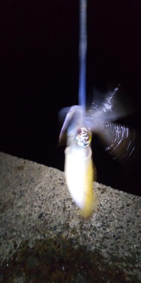 アオリイカ二杯