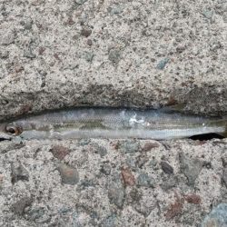 アジングでカマス