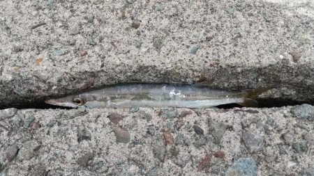 アジングでカマス