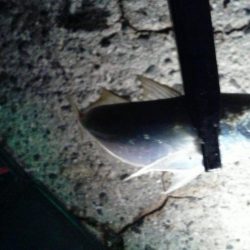 アジが良く釣れました。