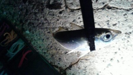 アジが良く釣れました。