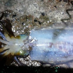 はじめての浮き釣り