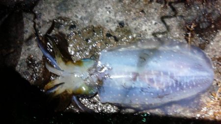 はじめての浮き釣り