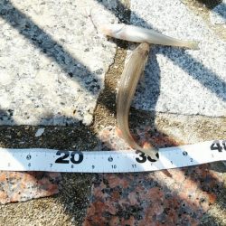 長潮でも釣れるみたい……