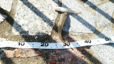 長潮でも釣れるみたい……