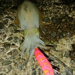 年々渋いかな？