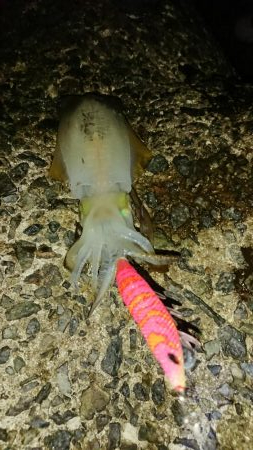 年々渋いかな？