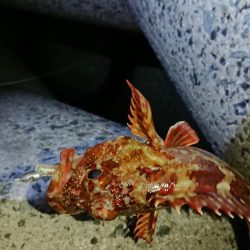 エギンガーからアジンガーへ？