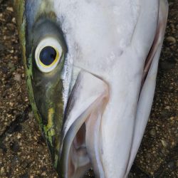 ぶら早朝コスモ！！