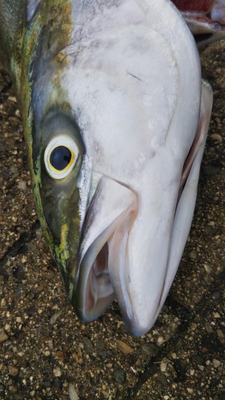 ぶら早朝コスモ！！