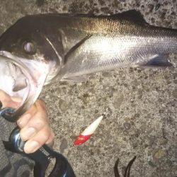 ぶらシーバス!!