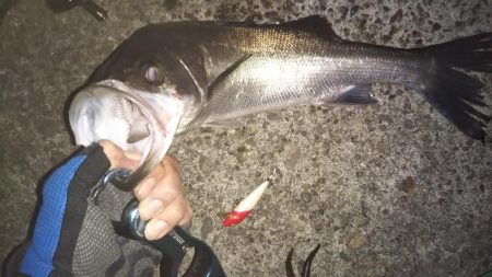 ぶらシーバス!!