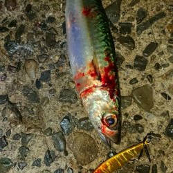 タチウオ、朝マズメ好調です!