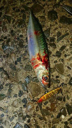 タチウオ、朝マズメ好調です!