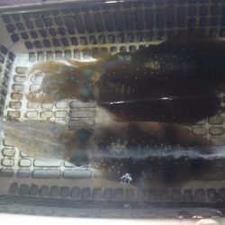 ナイトティップラン？