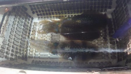 ナイトティップラン？