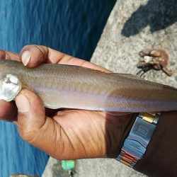 久々に活性が上がった播磨新島のキス