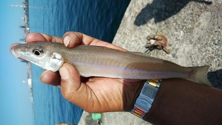 久々に活性が上がった播磨新島のキス