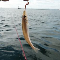 潮が動けばキスは釣れます