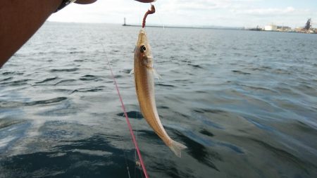 潮が動けばキスは釣れます