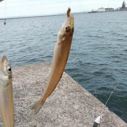 強風の播磨新島釣行