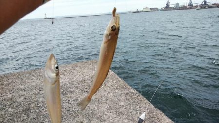 強風の播磨新島釣行