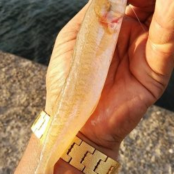 今日も厳しい釣行でした