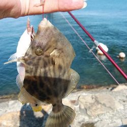 久しぶりに東二見のキス調査