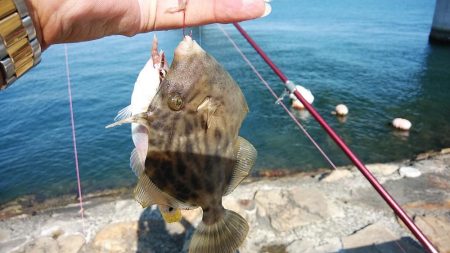 久しぶりに東二見のキス調査