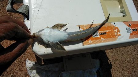 江井ヶ島のキス調査