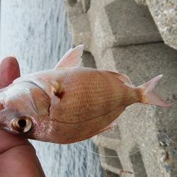 東二見西水路へキス調査